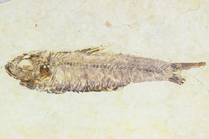 Fossil Fish Plate (Knightia) - Wyoming #108292